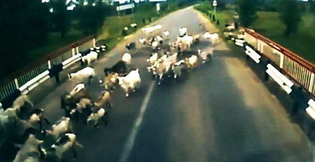 Ciężarówka kontra kozy (OGLĄDAJ do KOŃCA!)