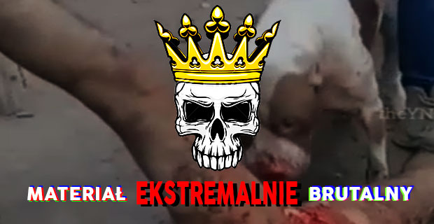 Kartel pozwolił pitbullowi zjeść penisa ich rywala