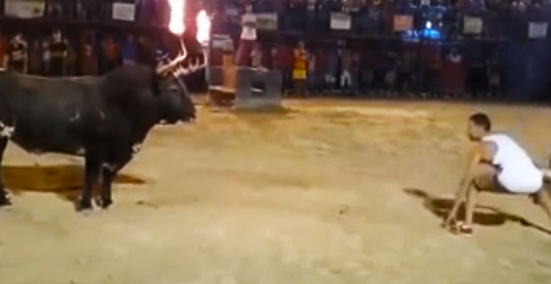 Typowa prowokacja byka kończy się typowo